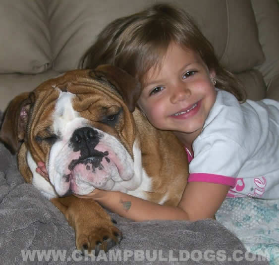 English Bulldog pictures